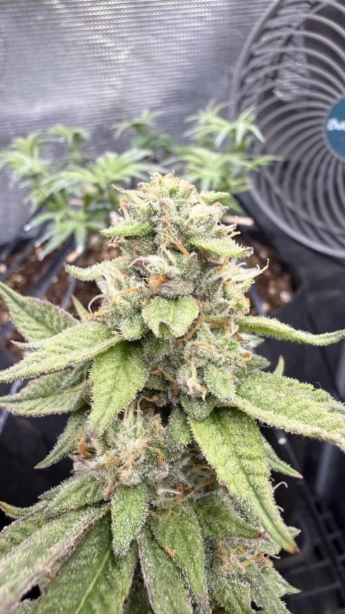 Primera fotopereodica GG4#. Week 13