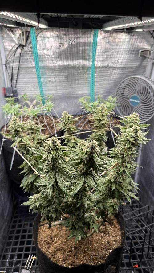 Primera fotopereodica GG4#. Week 13