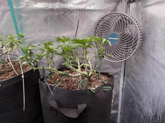 LCG 4U&4Me. Week 9 - all colas leveled with clips