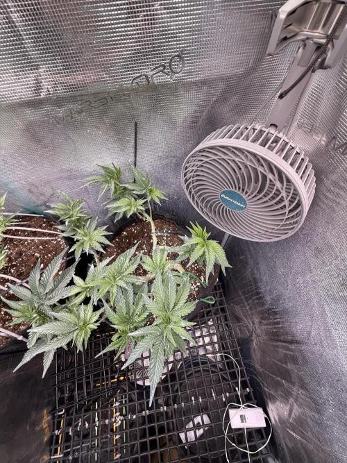 LCG 4U&4Me. Week 9 - to much leaves)
