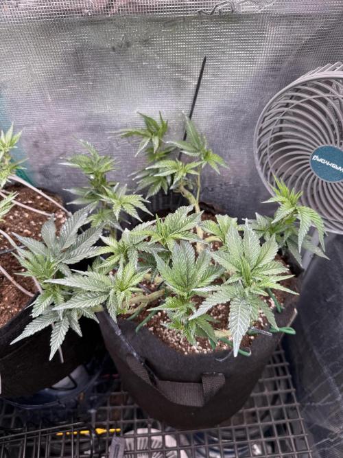 LCG 4U&4Me. Week 9 - I see her flowering)