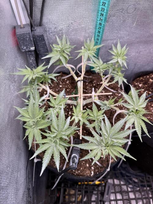 Time to experiment my theory on auto. Week 6 - I see her bright future