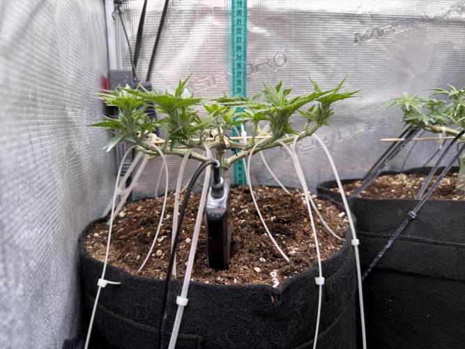 Time to experiment my theory on auto. Week 6 - keeping her down