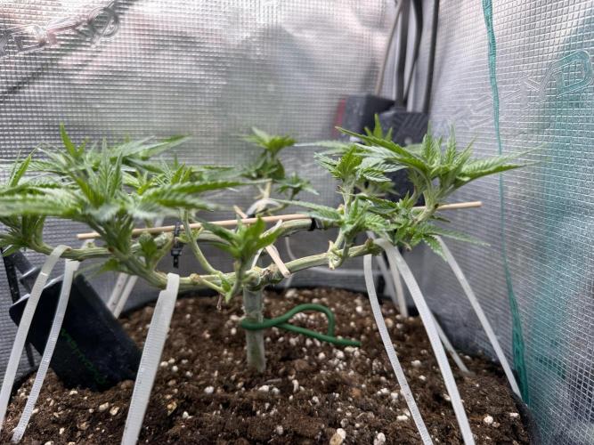 Time to experiment my theory on auto. Week 6 - looks good