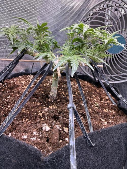 Northern lights auto Spirit Seeds. Week 6