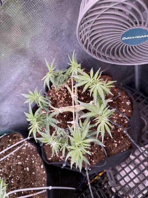 Northern lights auto Spirit Seeds. Week 6