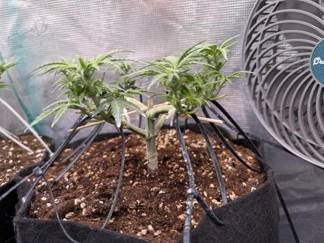 Northern lights auto Spirit Seeds. Week 6