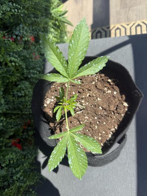 Outdoor experience GG4#. Week 3 - sunny day