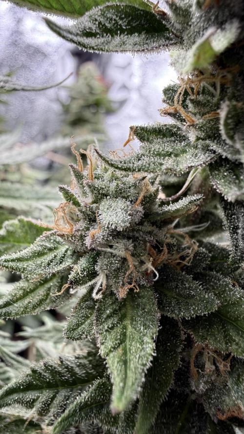 Primera fotopereodica GG4#. Week 14