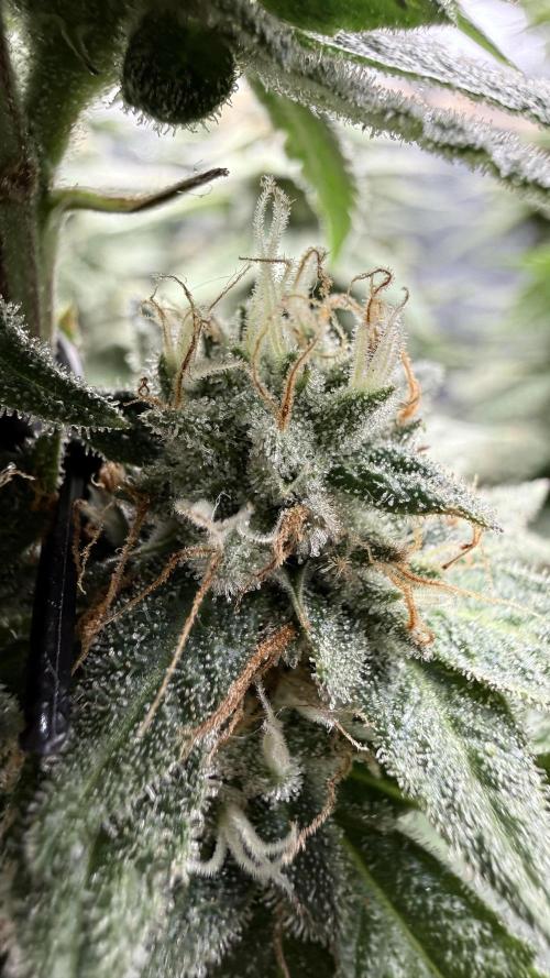 Primera fotopereodica GG4#. Week 14