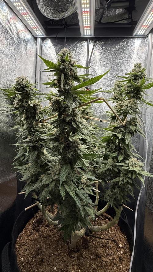 Primera fotopereodica GG4#. Week 14