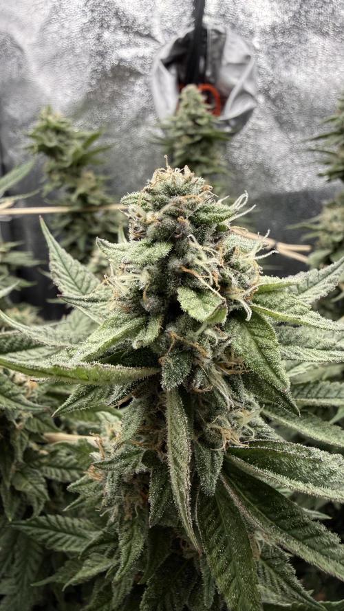 Primera fotopereodica GG4#. Week 14