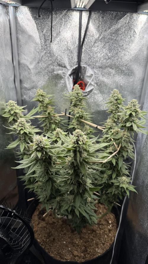 Primera fotopereodica GG4#. Week 14