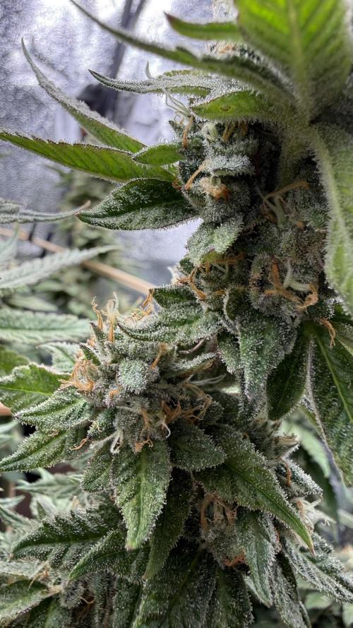 Primera fotopereodica GG4#. Week 14