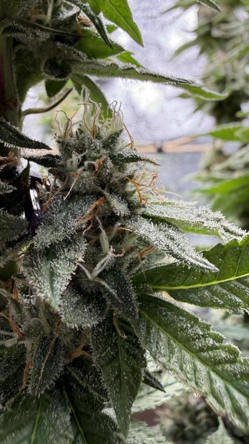 Primera fotopereodica GG4#. Week 14