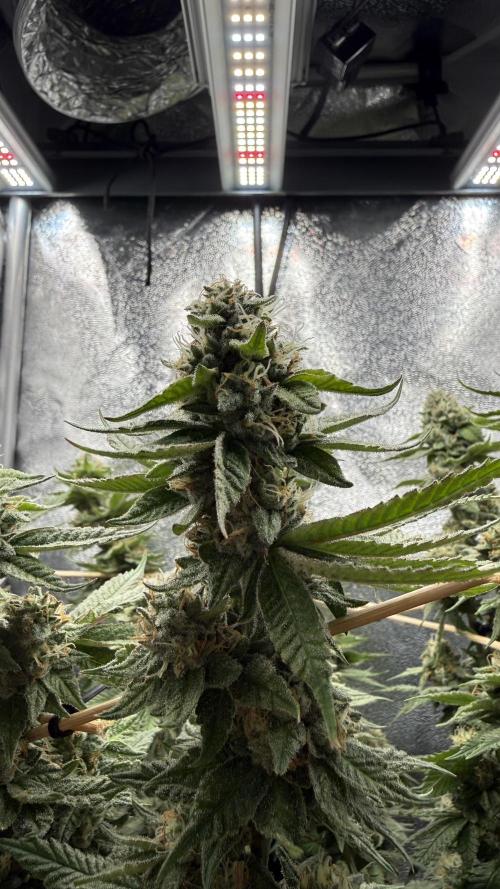 Primera fotopereodica GG4#. Week 14