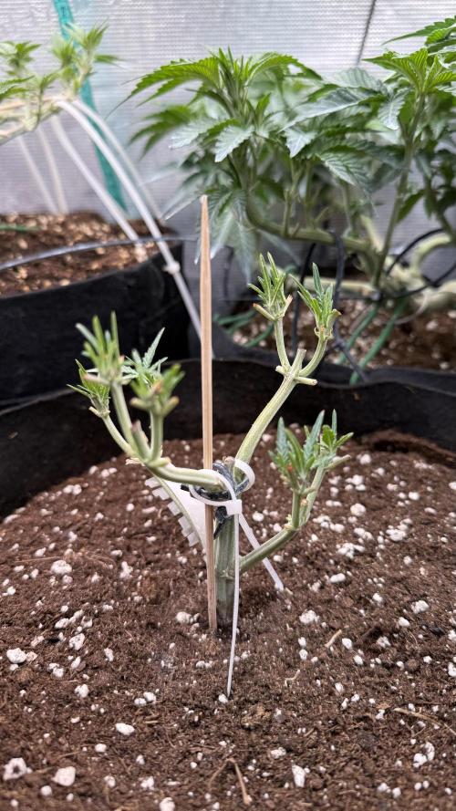 Runtz auto 2. Week 4 - transplanted to 19 pot