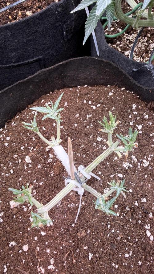 Runtz auto 2. Week 4 - from 4 to 19
