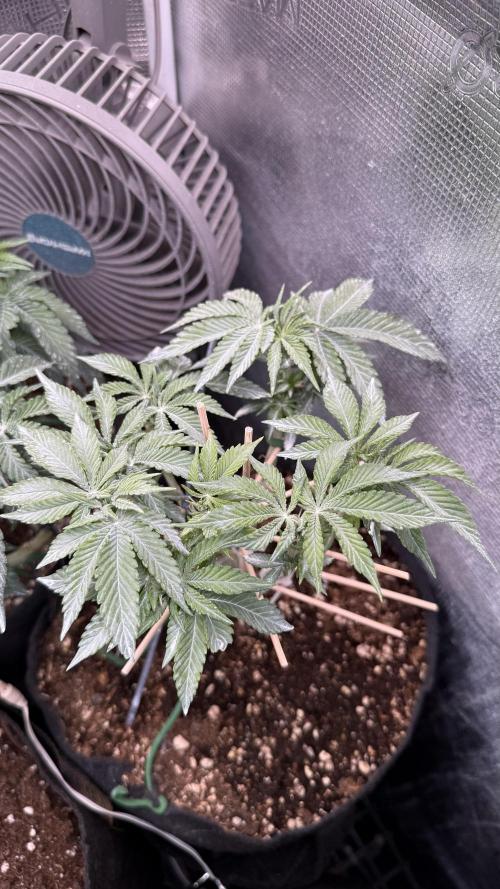 all eyes on weed. Week 6 - transplantation ahead