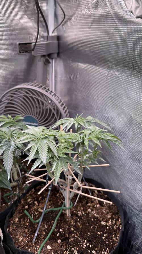 all eyes on weed. Week 6