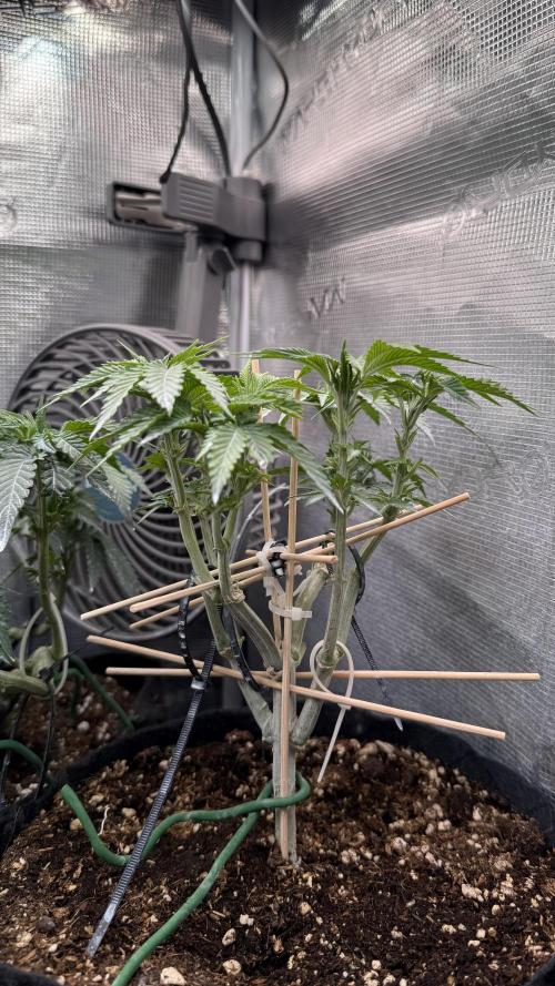 all eyes on weed. Week 6
