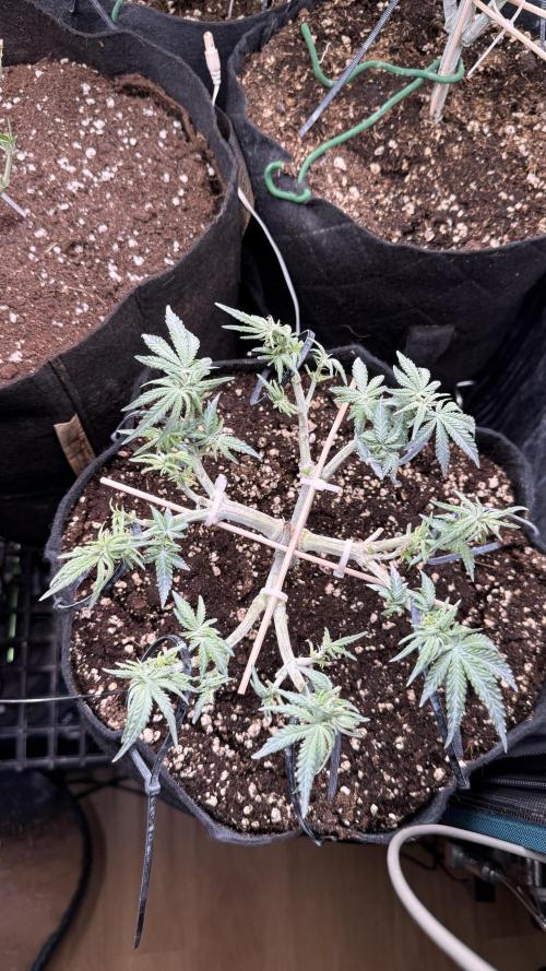 Northern lights auto Spirit Seeds. Week 6
