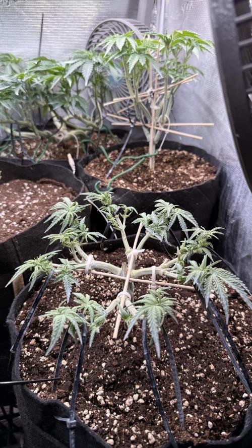 Northern lights auto Spirit Seeds. Week 6