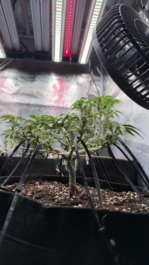 Northern lights auto Spirit Seeds. Week 6