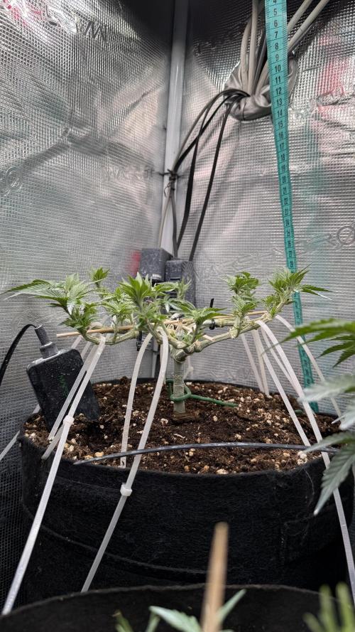 Time to experiment my theory on auto. Week 6 - Clipping done