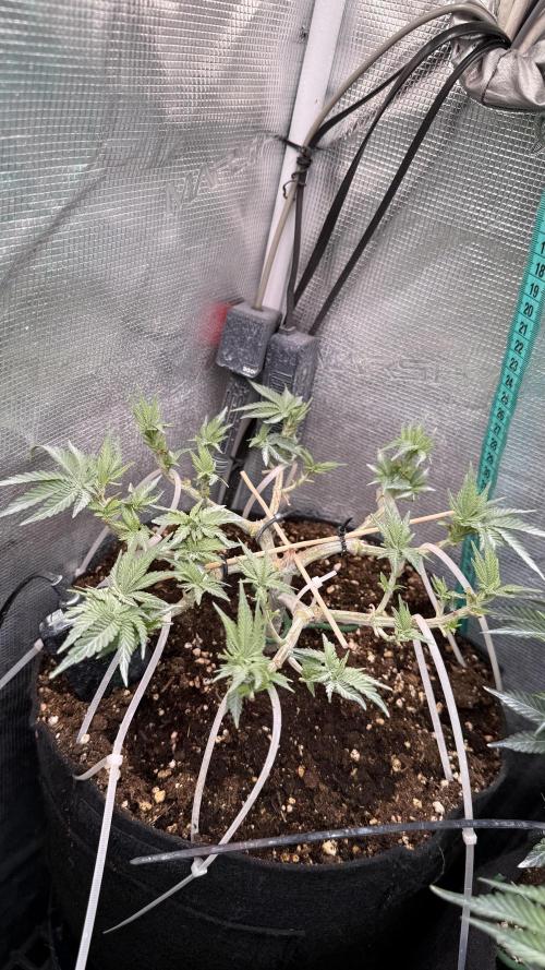 Time to experiment my theory on auto. Week 6 - all colas leveld
