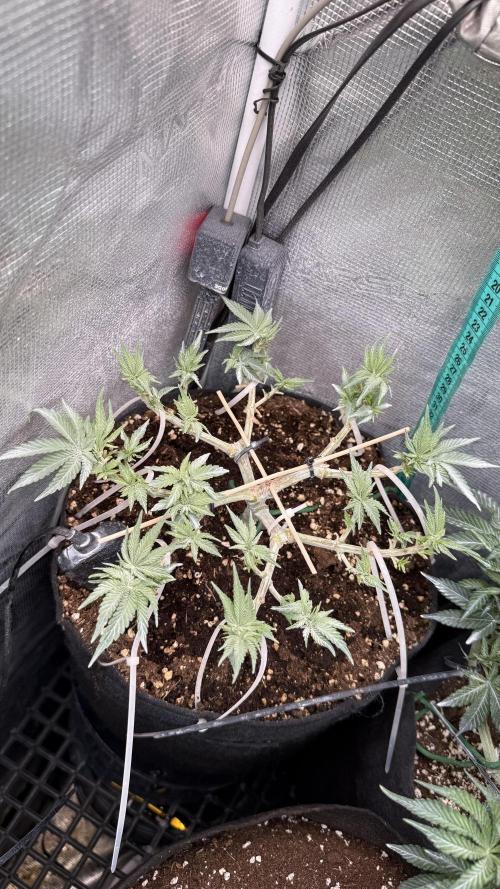 Time to experiment my theory on auto. Week 6 - sha has potencial