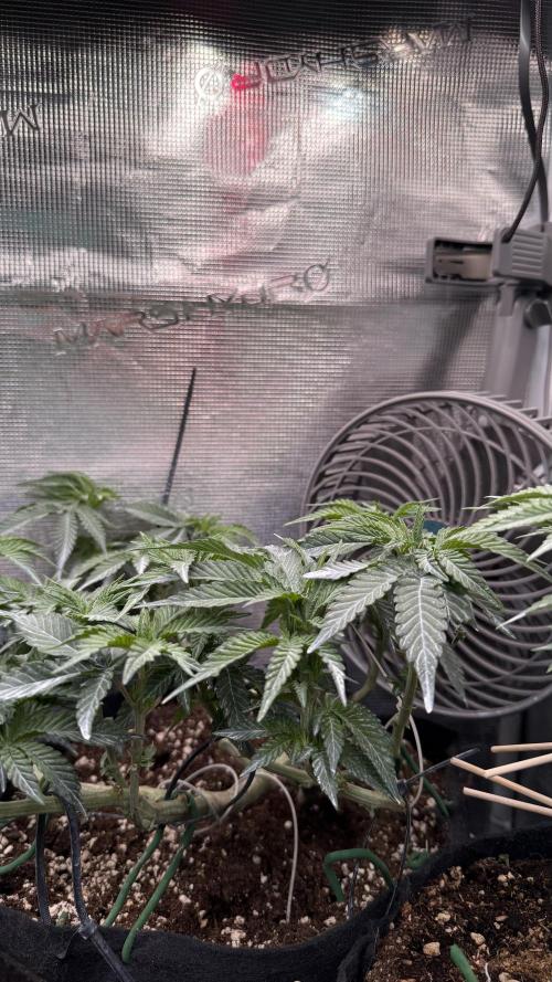LCG 4U&4Me. Week 9 - going like F1