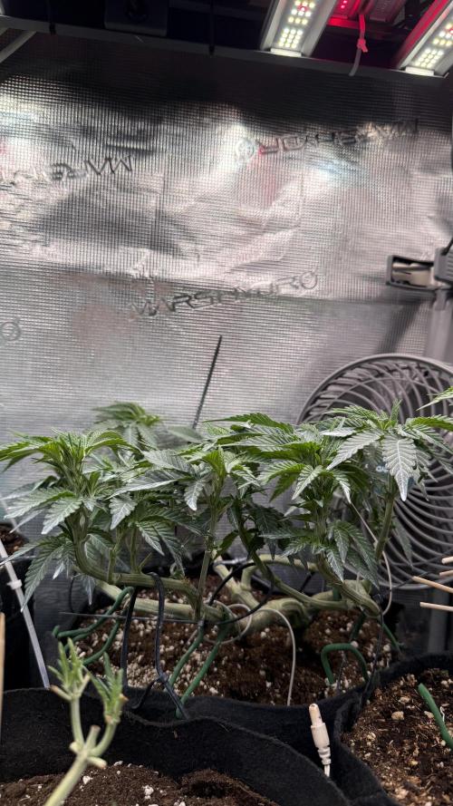 LCG 4U&4Me. Week 9 - all colas at same level