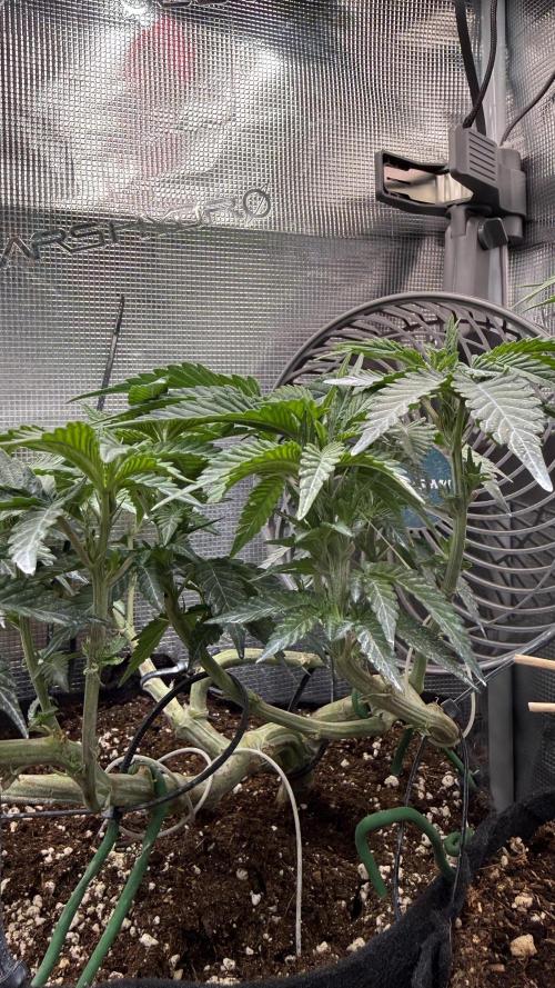 LCG 4U&4Me. Week 9 - love to grow her)