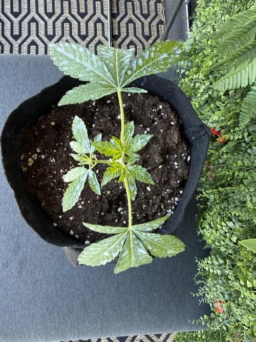 Outdoor experience GG4#. Week 3
