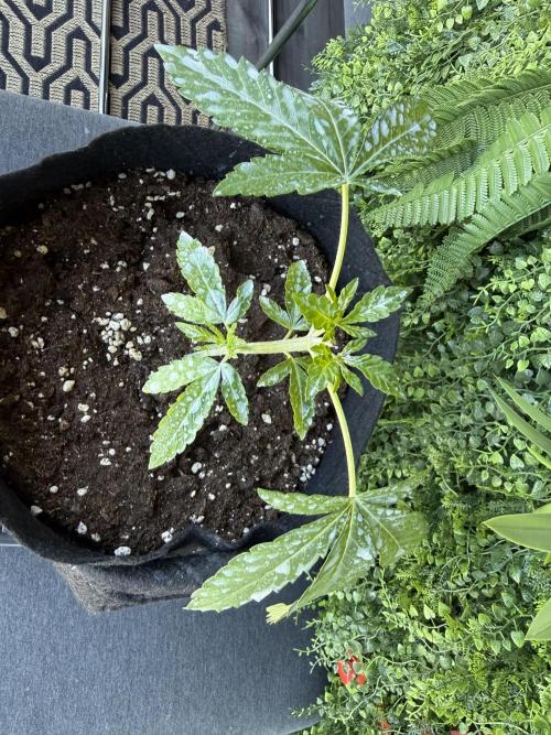 Outdoor experience GG4#. Week 3