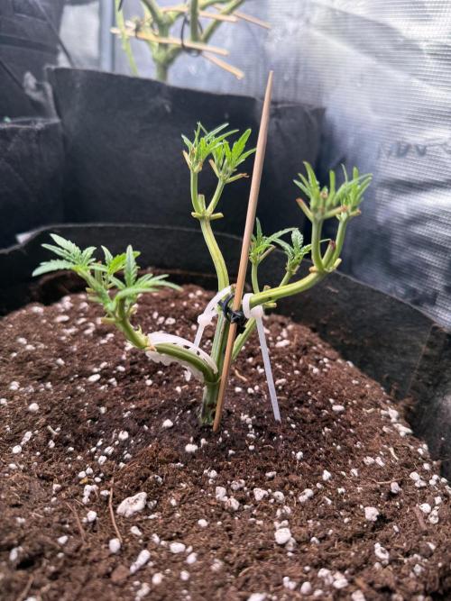 Runtz auto 2. Week 4 - recovering