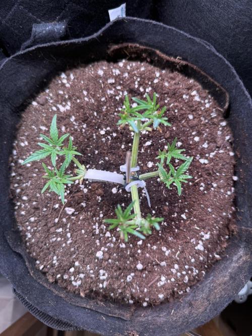 Runtz auto 2. Week 4 - sonn she fly
