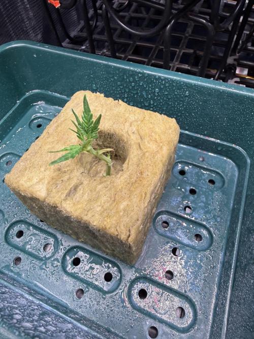 Cloning experience. Week 0 - promising something