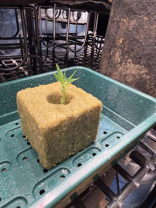 Cloning experience. Week 0 - looks fresh