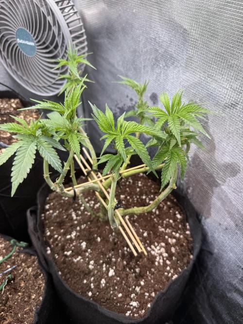 White Russian Runtz). Week 7 - daily working on her body