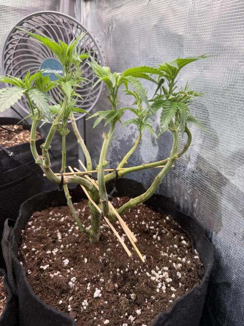 White Russian Runtz). Week 7