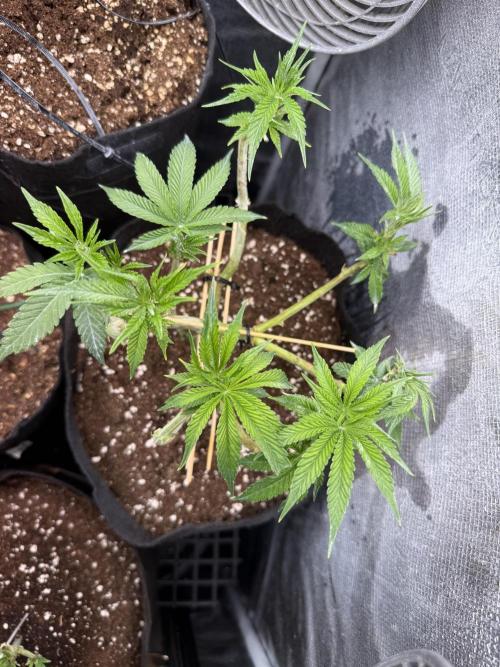 White Russian Runtz). Week 7