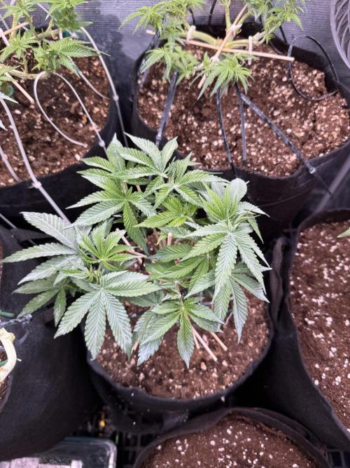 all eyes on weed. Week 6
