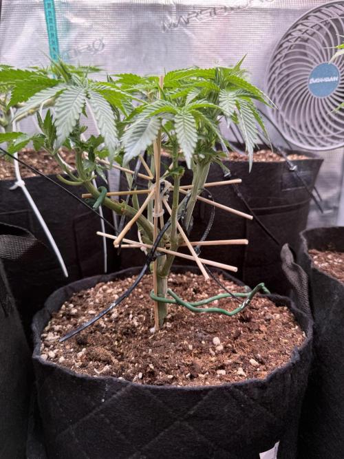 all eyes on weed. Week 6