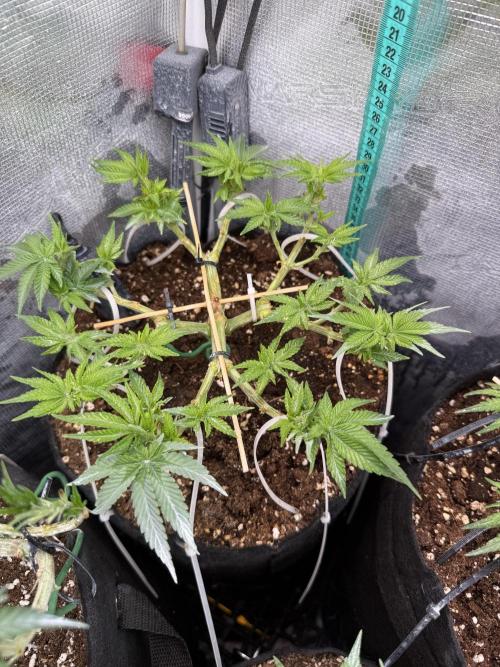 Time to experiment my theory on auto. Week 6 - morning