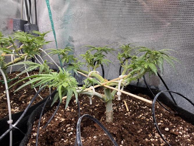 Northern lights auto Spirit Seeds. Week 6