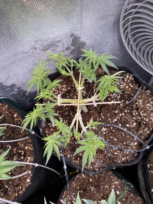 Northern lights auto Spirit Seeds. Week 6