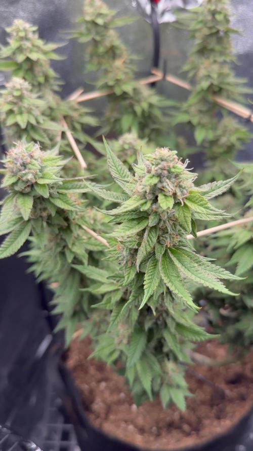 Hasse Grow Box