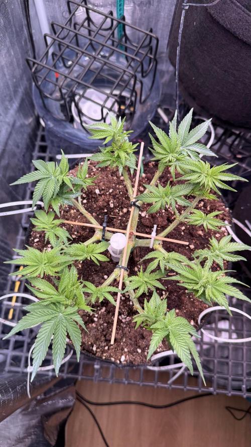 Time to experiment my theory on auto. Week 6 - end of day